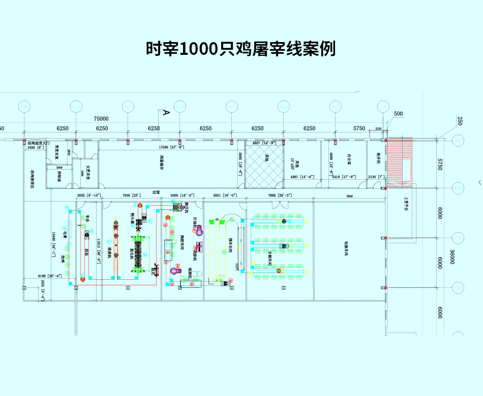 時(shí)宰1000只雞屠宰線(xiàn)案例